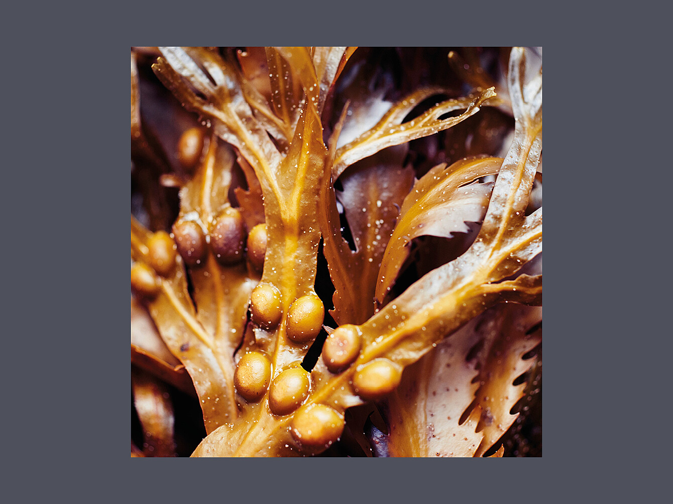 Nahaufnahme von braunem Tang mit Blasen und welligen Blättern als Beispiel für natürliche Materialität