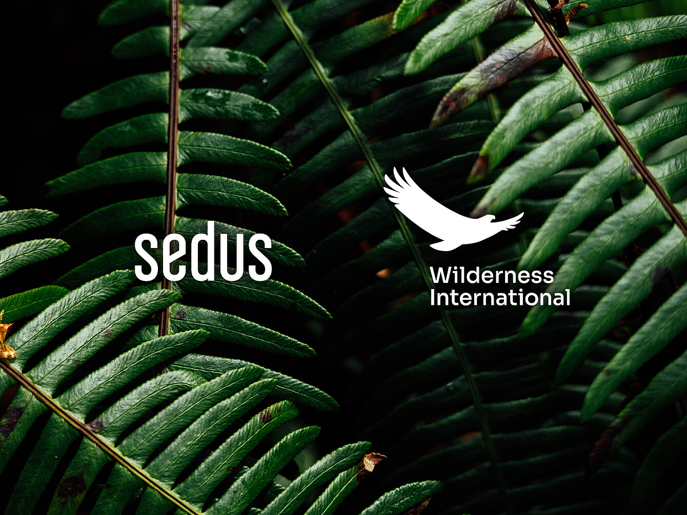 Nahaufnahme von grünen Farnblättern vor dunklem Hintergrund mit den weißen Logos von Sedus und Wilderness International.
