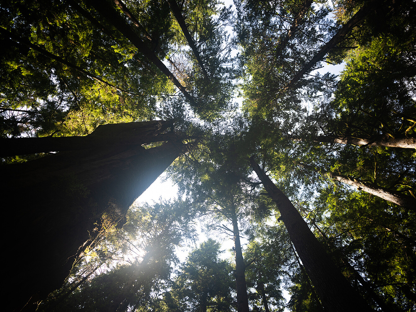 Blick von unten auf hohe Bäume mit dichtem grünen Blätterdach und Sonnenlicht, das durch die Äste scheint