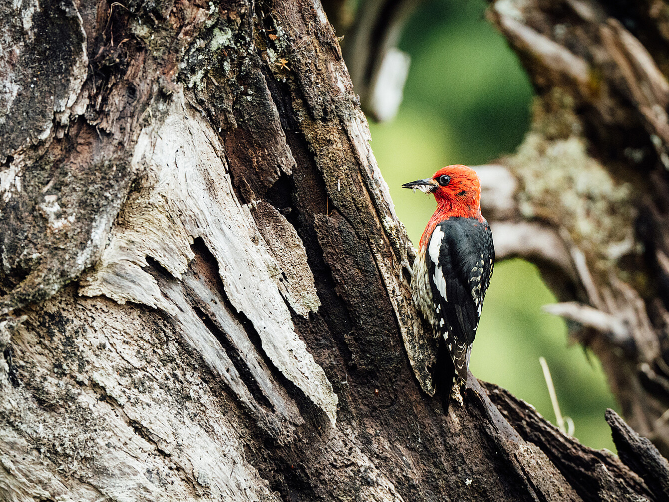 Ein Rotkopf-Specht sitzt an einem alten Baumstamm mit rauer Rinde und hält ein Insekt im Schnabel