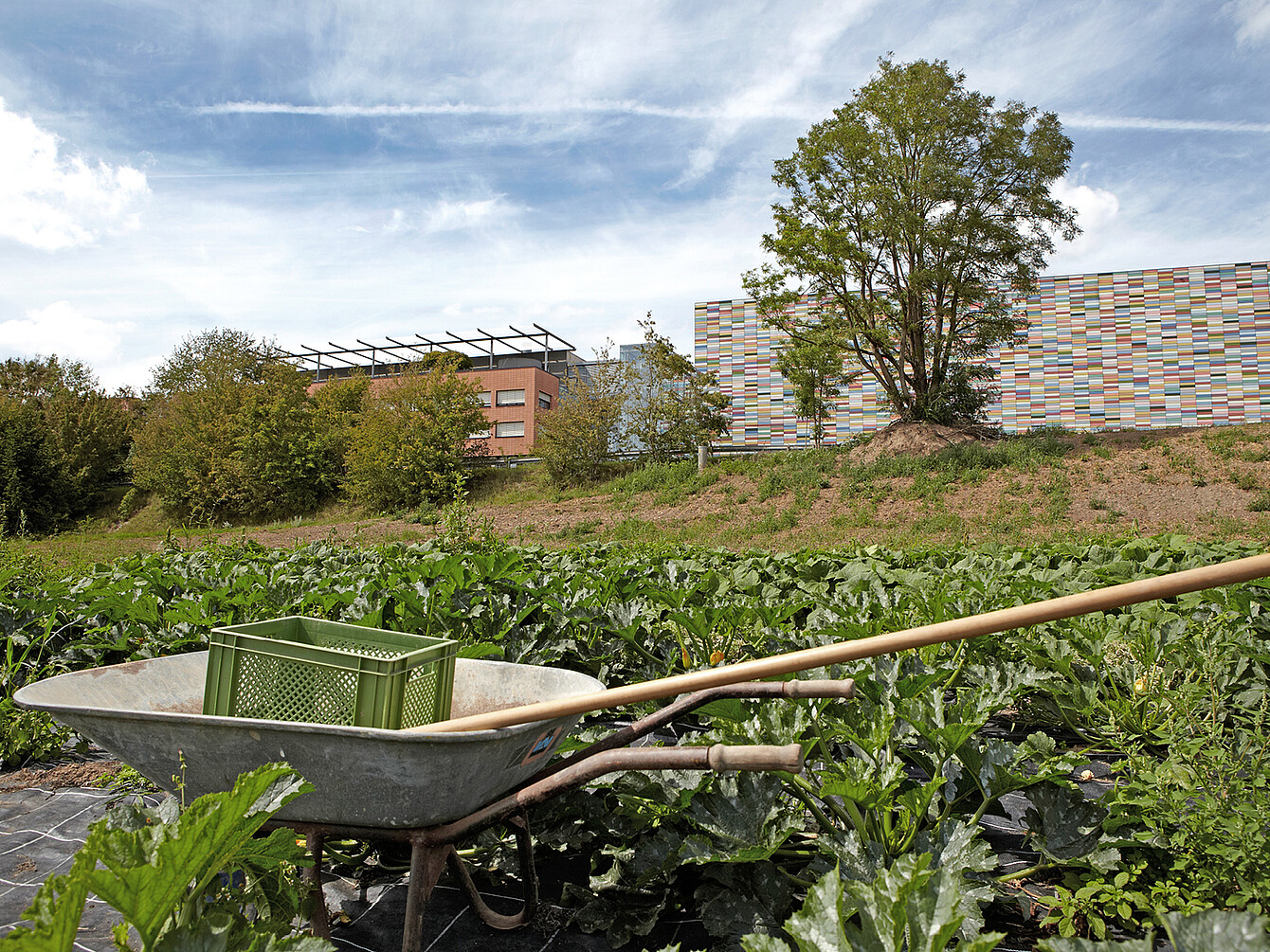 Wheelbarrow with a green crate and garden tools in a lush vegetable garden near modern office buildings, highlighting sustainable catering and healthy eating in work culture.