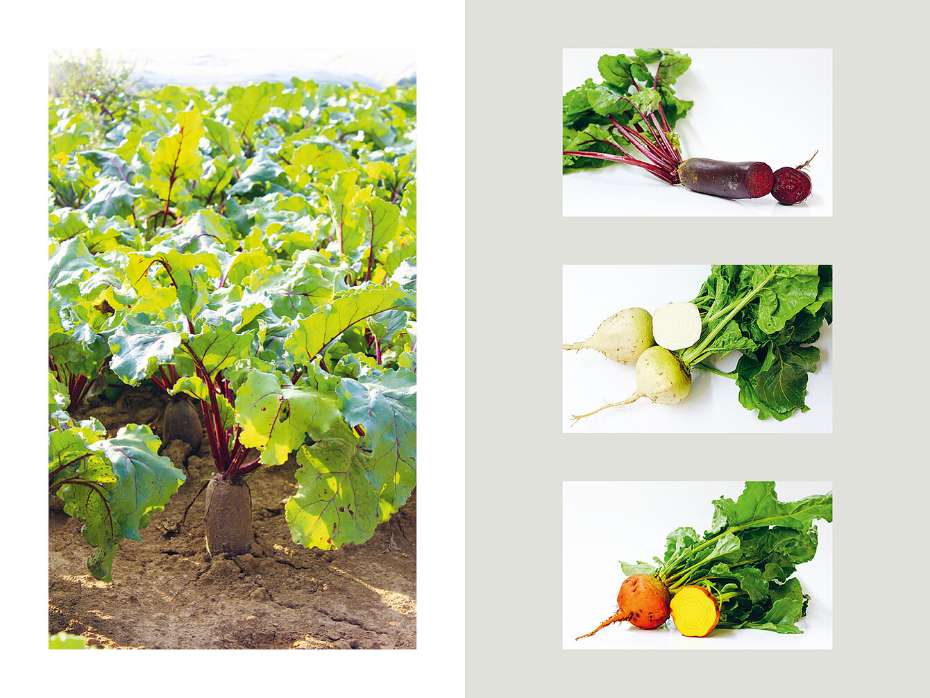 Rote-Bete-Pflanzen mit grünen Blättern auf dem Feld. Daneben drei Sorten Rote Bete: rot, weiß und gelb, jeweils mit Schnittfläche sichtbar.