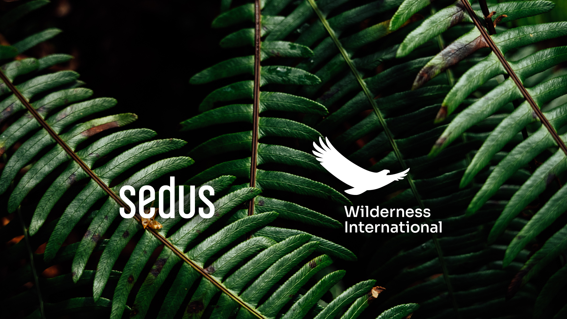 Klimaziele bei Sedus: Ein neuer Meilenstein auf dem Weg zur Klimaverantwortung